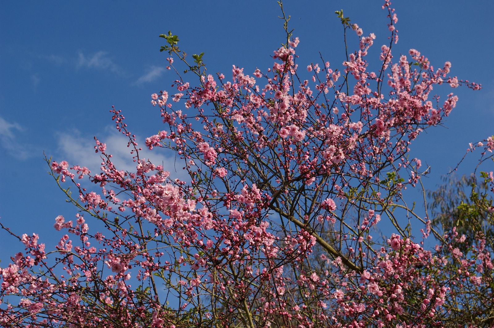Winter Flowering Apritcot (Prunus mume)